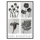 Karl Blossfeldt Flowers Poster 2 botanical art print with four detailed plant images. Black and white botanical images by Karl Blossfeldt posted on a wall showcasing various intricate plant forms and structures.
