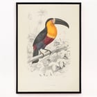Toucan du Para Toucan du Para
