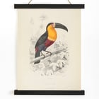 Toucan du Para Toucan du Para
