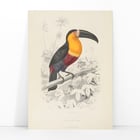 Toucan du Para Toucan du Para