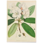 Rhododendron Rhododendron