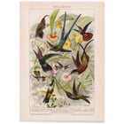 Kolibris Kolibris