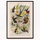 Kolibris Kolibris