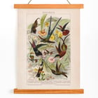 Kolibris Kolibris