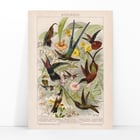 Kolibris Kolibris