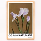 Iris Kæmpferi Iris Kæmpferi