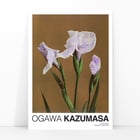 Iris Kæmpferi Iris Kæmpferi