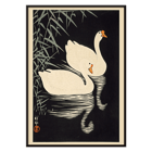 White Chinese Geese White Chinese Geese