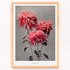Kazumasa Ogawa Asa–dsuma–bune hand–colored collotype of vivid red flowers Poster featuring Asa-dsuma-bune by Kazumasa Ogawa showcasing vibrant hand-colored flowers on a neutral background.