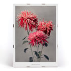 Kazumasa Ogawa Asa–dsuma–bune hand–colored collotype of vivid red flowers Poster featuring Asa-dsuma-bune by Kazumasa Ogawa showcasing vibrant hand-colored flowers on a neutral background.