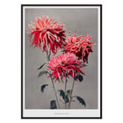 Kazumasa Ogawa Asa–dsuma–bune hand–colored collotype of vivid red flowers Poster featuring Asa-dsuma-bune by Kazumasa Ogawa showcasing vibrant hand-colored flowers on a neutral background.