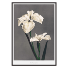 Iris Kæmpferi art by Kazumasa Ogawa hand-colored collotype from Some Japanese Flowers featuring two white irises. Poster of white Iris flowers titled Iris Kæmpferi by Kazumasa Ogawa from Some Japanese Flowers showcasing delicate hand-colored details