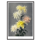 Hand-colored floral collotype Nami-chi-dori by Kazumasa Ogawa depicting chrysanthemums in soft shades. Poster of vibrant chrysanthemums from Nami–chi–dori by Kazumasa Ogawa showing hand–colored floral artwork.