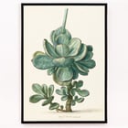 Succulent Plant Succulent Plant