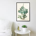 Succulent Plant Succulent Plant