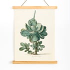 Succulent Plant Succulent Plant