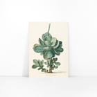 Succulent Plant Succulent Plant