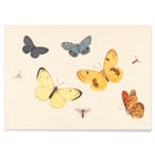 Five Butterflies Five Butterflies