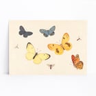 Five Butterflies Five Butterflies