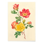 Sprig of wild roses Sprig of wild roses