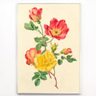 Sprig of wild roses Sprig of wild roses