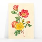 Sprig of wild roses Sprig of wild roses