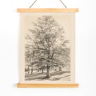 Big Tree Big Tree