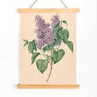 Purple Lilacs Purple Lilacs