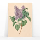 Purple Lilacs Purple Lilacs