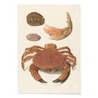 Krabbenschale Krabbenschale