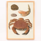 Krabbenschale Krabbenschale