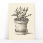 Potplant Potplant