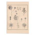 Fleurs, onglet 9