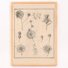 Fleurs, onglet 9
