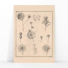 Fleurs, onglet 9