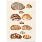 Tropical shells Tropical shells