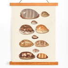 Tropical shells Tropical shells