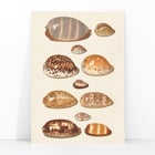 Tropical shells Tropical shells