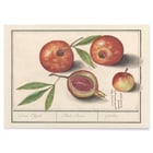 Granatapfel Granatapfel
