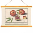 Granatapfel Granatapfel