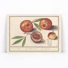 Granatapfel Granatapfel