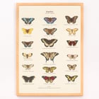 Butterflies Butterflies
