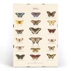 Butterflies Butterflies