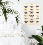 Butterflies Butterflies