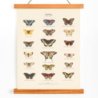 Butterflies Butterflies