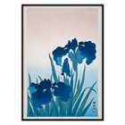 Irises Irises