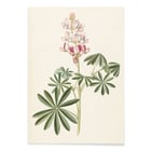 Flors de lupina