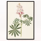 Flors de lupina