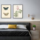 Flors de lupina