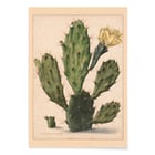 Pear Cactus in Bloom Pear Cactus in Bloom